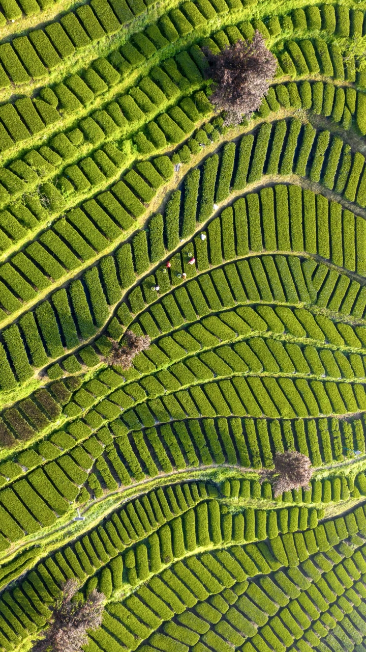 品牌茶园
